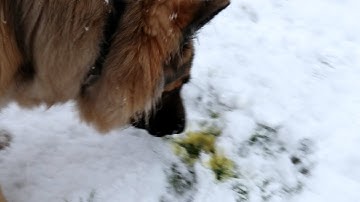 Dog Reacts To Snow For The First Time