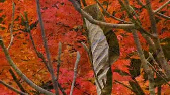 Andy Williams - Autumn Leaves 秋叶