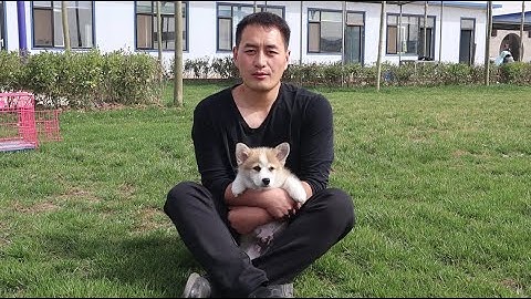 小柯基简直就是小天使，跑起来像小兔子\Little Corgi is absolutely an angel looks like a little bunny when he is running