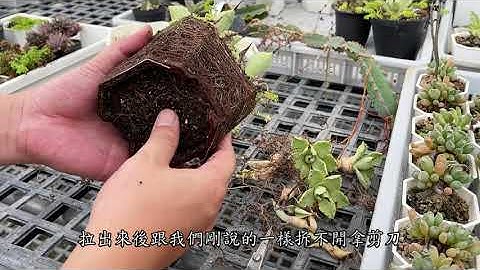 【 MC多肉園 】多肉龍舌蘭換盆與清根同步進行  莫忘初衷 必修課多肉植物 MC Succulent plant Vlog