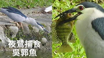夜鷺捕食吳郭魚全記錄｜Black-Crowned Night Heron Hunting Fish｜(台中公園，2022/7/8)