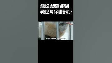 송바오 송영관 `전지적 푸바오 시점`  베스트셀러 1위 푸바오 보고싶다