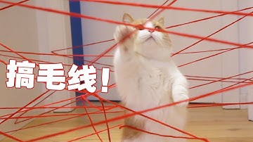 【喵来啦】新年第一战！把猫扔进激光迷宫？猫：搞毛线啊！
