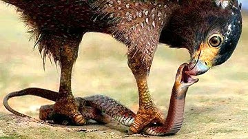 惊险！这就是鹰可以在不受伤的情况下狩猎世界上最有毒的蛇，老鹰VS眼镜蛇。