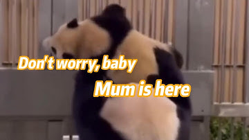 As the baby panda Fubao becomes stuck, mother panda Aibao performs 