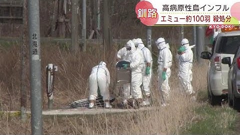 エミューから高病原性鸟インフルエンザ确认　约100羽杀処分开始　北海道釧路市