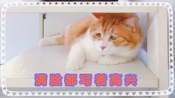 辣只满脸写着高兴的猫出新歌啦——《猫日之歌》by着名网黄猫日