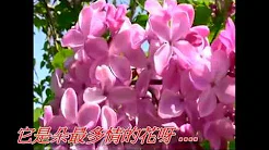 紫丁香(青山 杨佩春).mp4