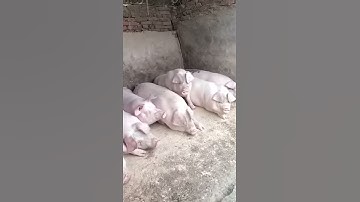 猪打呼噜