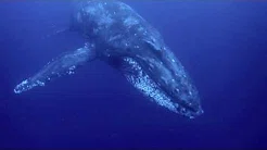 奄美大岛ホエールスイム＆ホエールウォッチング！ザトウクジラの歌声！
