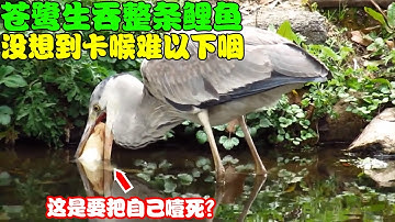 意外记录下罕见的一幕，苍鹭想吞下整条鲤鱼，却被卡喉无法下咽！