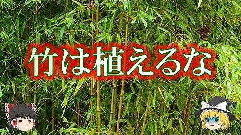 竹を庭に植えてはいけない理由【ゆっくり解説】