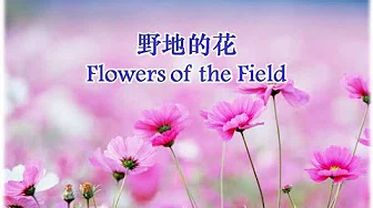 野地的花 Flowers of the Field