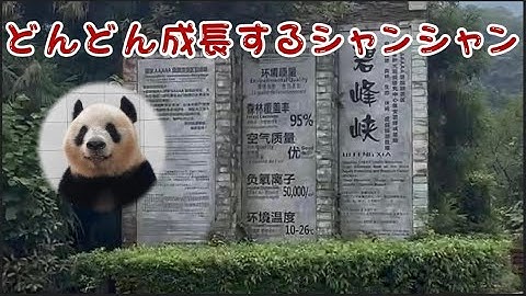 【どんどん成长するシャンシャン】今では香香は优しい日本语から辛い四川语に惯れてきており、シャンシャンは日本语だけでなく四川语もできる。气派な「バイリンガルパンダ」です。#panda #可爱い