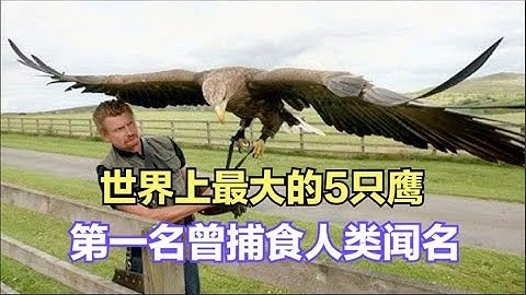 世界上最大的5只鷹，第一名曾捕食人類聞名，最終被人類捕殺滅亡