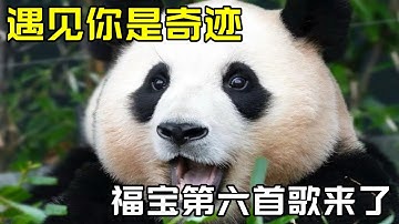 福宝第六首歌来了，遇见你是奇迹！#에버랜드 #愛寶樂園 #fubao #everland #大熊貓 #강바오 #giantpanda