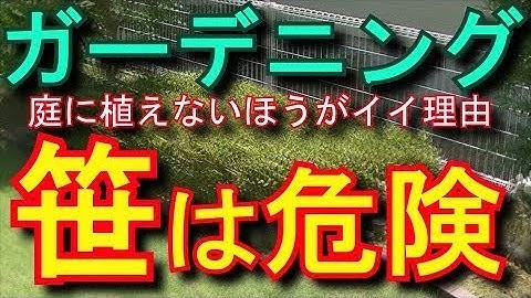 笹や竹を庭に植えてはいけない理由　地下茎の浸食がスゴくて駆除が大変！