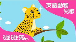 Cheetah | 英语动物儿歌 | 碰碰狐！儿童儿歌