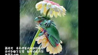 HD海伯之歌【雨夜花】可爱淋雨小青蛙前后 海伯照片版 歌词完成