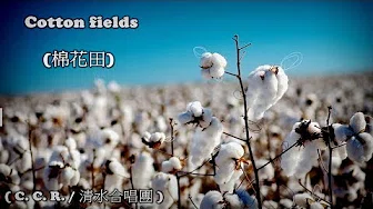 Cotton fields (棉花田) (C. C. R./清水合唱团) (高画质 高音质) (中文翻译)
