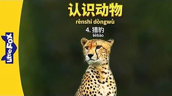 Meet the Animals 4: Cheetah (认识动物 4：猎豹) | Animals | Chinese | By Little Fox
