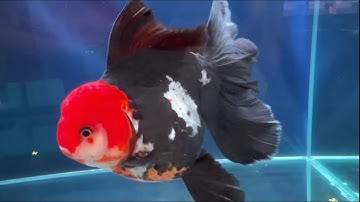 LIOW VIDEO: AGAS 2023- Goldfish, Bonsai & Aquatic Plant 金鱼比赛