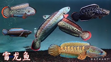 Snakehead Fish《雷龙鱼》雷龙鱼观赏鱼