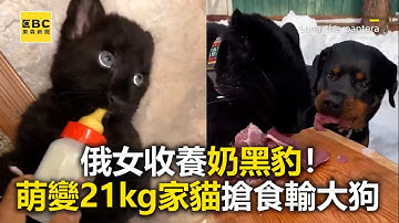 俄女收养奶黑豹！萌变21kg家猫抢食输大狗 @东森新闻 CH51